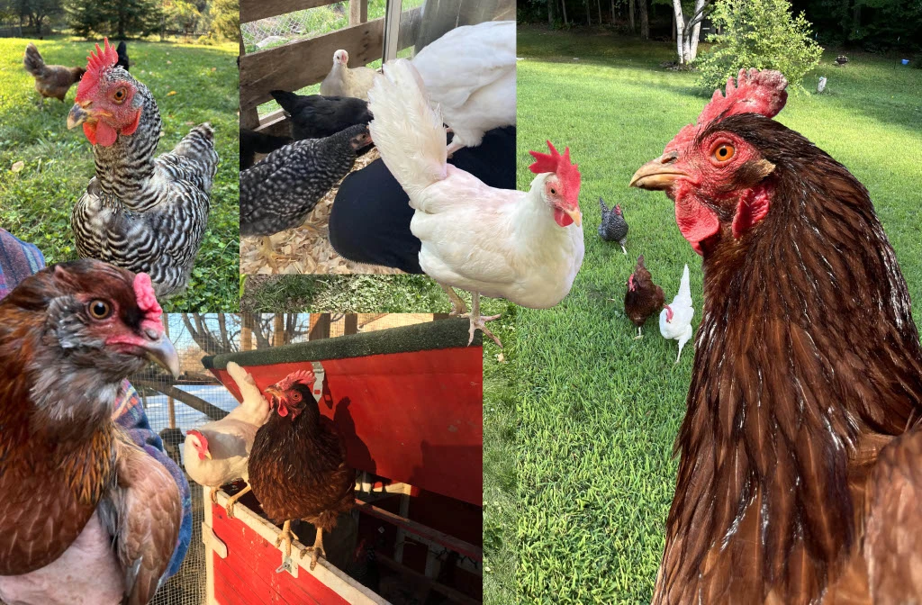 A collage of various pictures of chickens in a backyard, as well as some younger chickens in a coop.