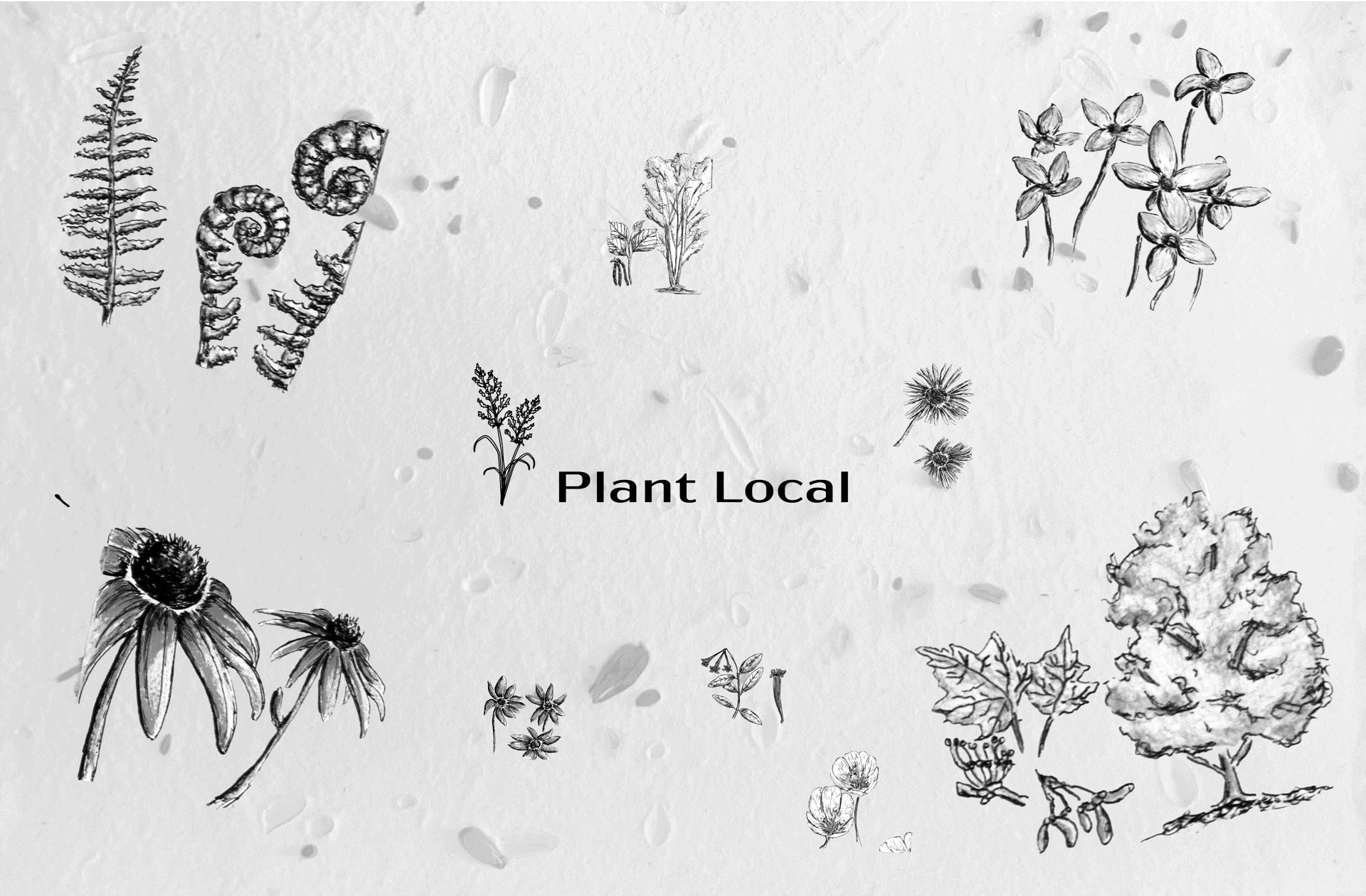 Gif displaying hand-drawn native plants of New York tilting on a a seed-infused paper background, in the center is the Plant Local Logo.