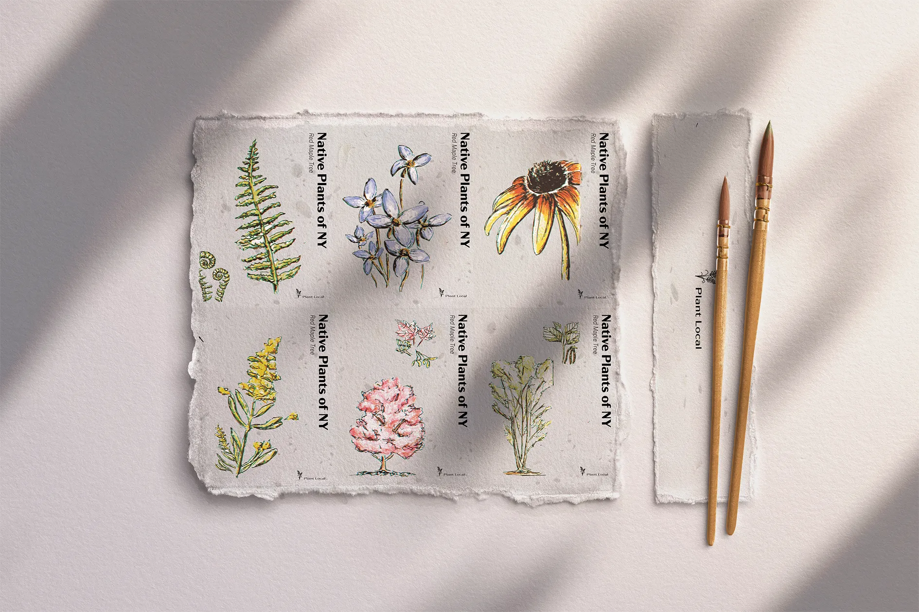 Hand-made paper mockup showing hand-drawn native plants of New York with the specie name listed vertically next to each plant.