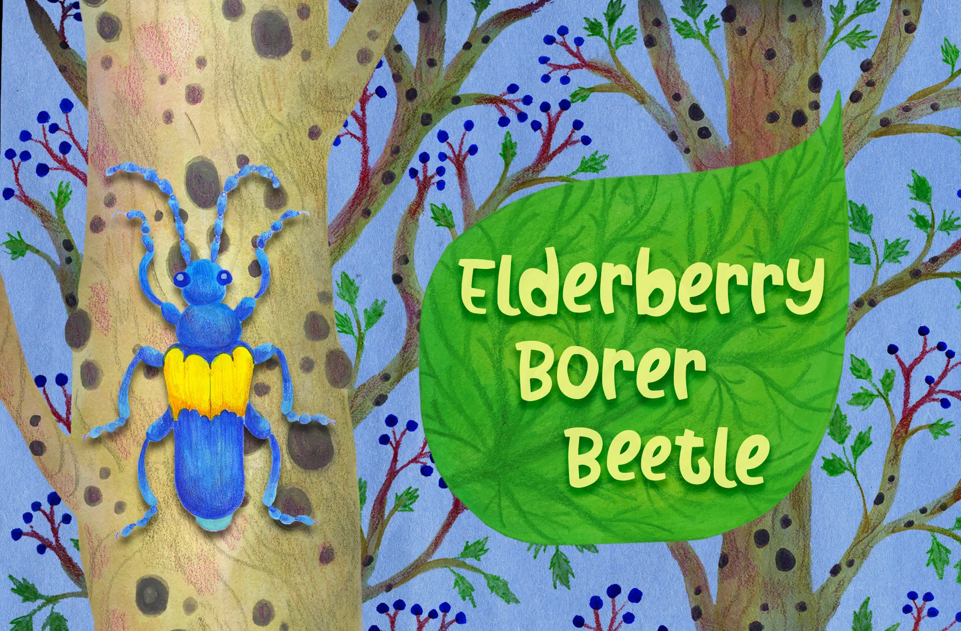 Elderberry borer beetle enjoying an elderberry tree