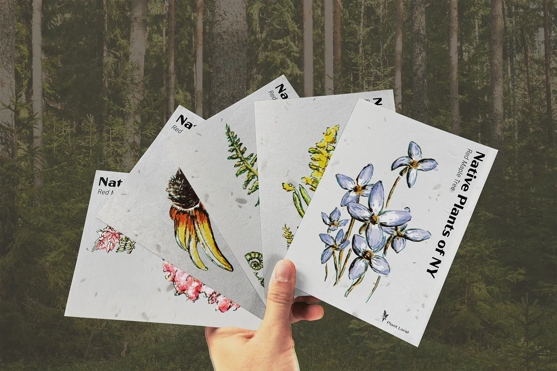 Person holding a set of vertically oriented post cards that display hand-drawn native plants of New York with the specie name listed vertically next to each plant.